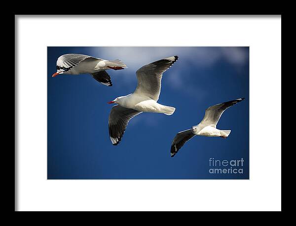 Silver Gulls Framed Print featuring the photograph Three silver gulls in flight by Sheila Smart Fine Art Photography