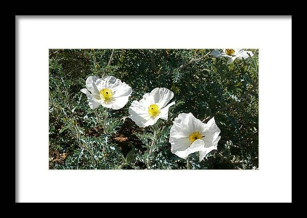 Nature Framed Print featuring the photograph Three Sisters by William Stewart