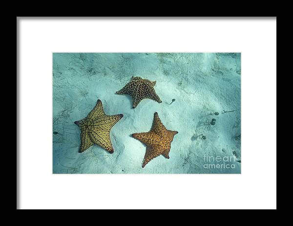 Abundance Framed Print featuring the photograph Three starfishes on sandy seabed by Sami Sarkis