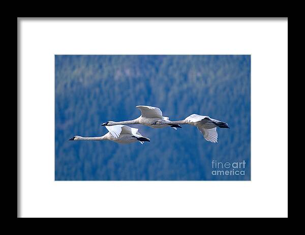 Trumpeter Swans Framed Print featuring the photograph Three Swans Flying by Sharon Talson