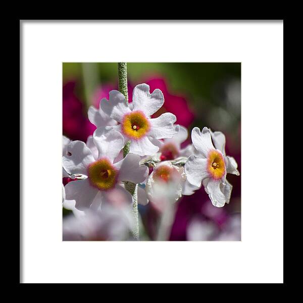 Flowers Framed Print featuring the photograph Three Yellow Faces by Spikey Mouse Photography