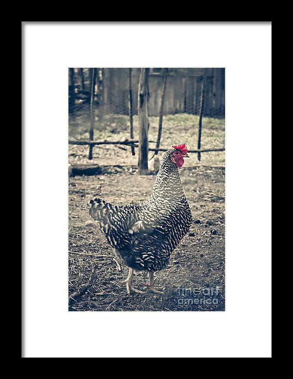 Animal Framed Print featuring the photograph Through the Barb Wire Fence - Sally by Trish Mistric