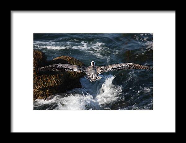 Pelican Framed Print featuring the photograph Through the eyes of a pelican by Nathan Rupert