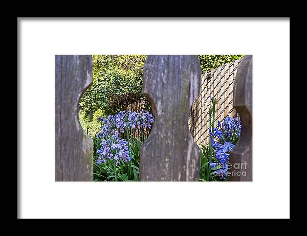 Agapanthus Framed Print featuring the photograph Through the Fence by Kate Brown