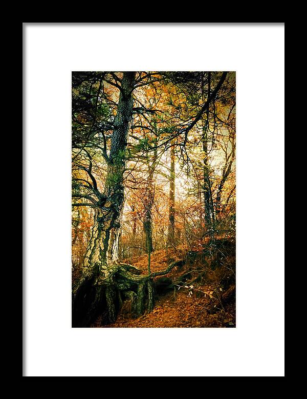 Nature Framed Print featuring the photograph Through the Island Forest by Douglas MooreZart