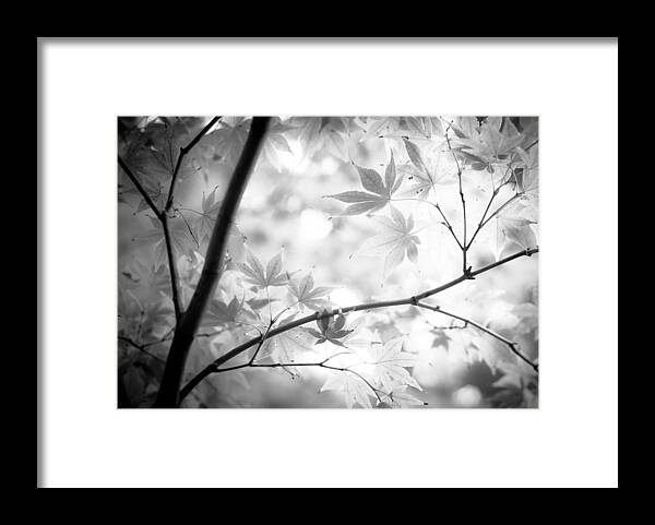 Black And White Framed Print featuring the photograph Through The Leaves by Darryl Dalton