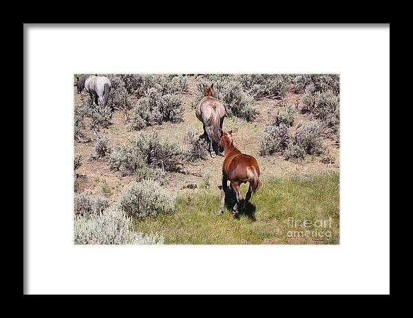 Horse Framed Print featuring the photograph Through the Sage by Veronica Batterson