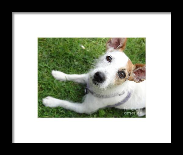 Jack Russell Framed Print featuring the photograph Throw it again by Laurel Best