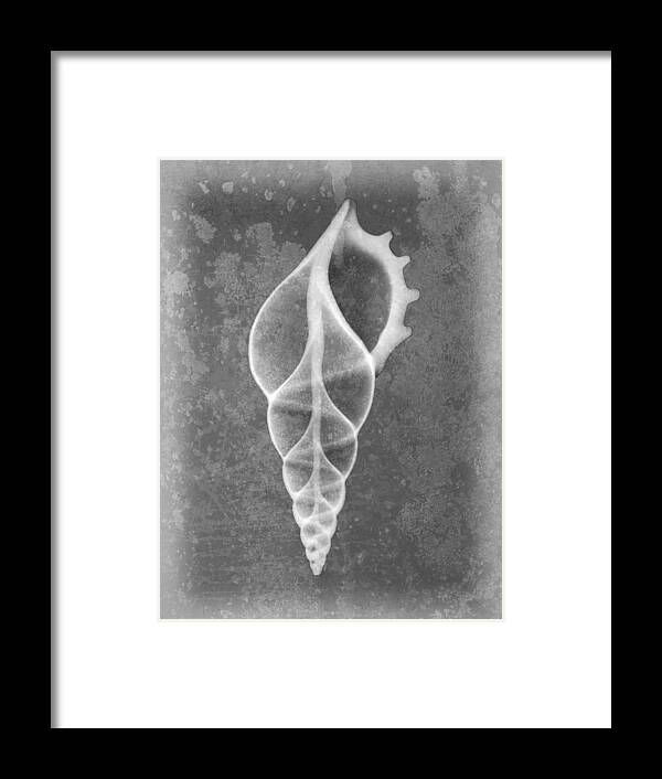 X-ray Art Framed Print featuring the photograph Tibia Sea Shell X-ray Art by Roy Livingston