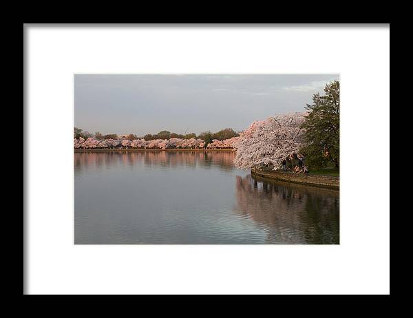Washington Dc Framed Print featuring the photograph Tidal Basin in Bloom by Leah Palmer