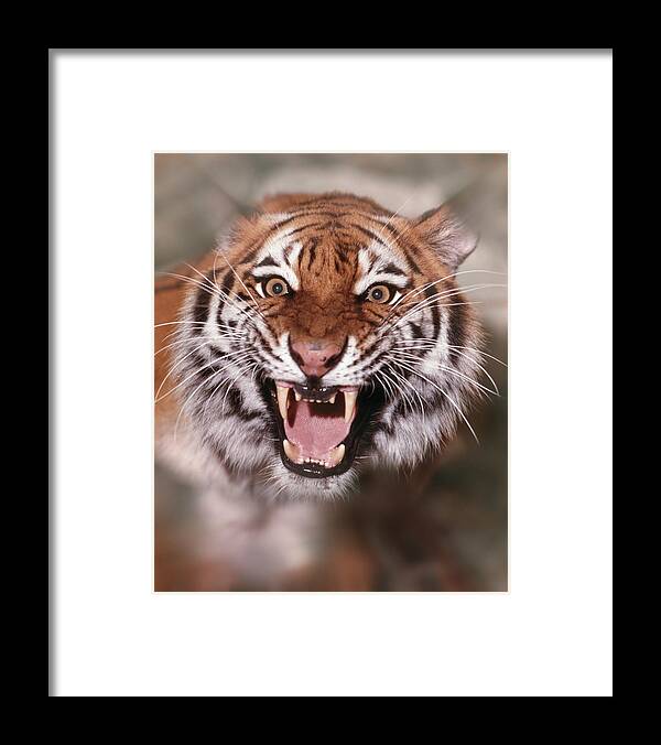 Photography Framed Print featuring the photograph Tiger by Animal Images