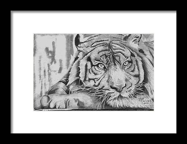 Tiger Framed Print featuring the drawing Tiger by Bill Richards