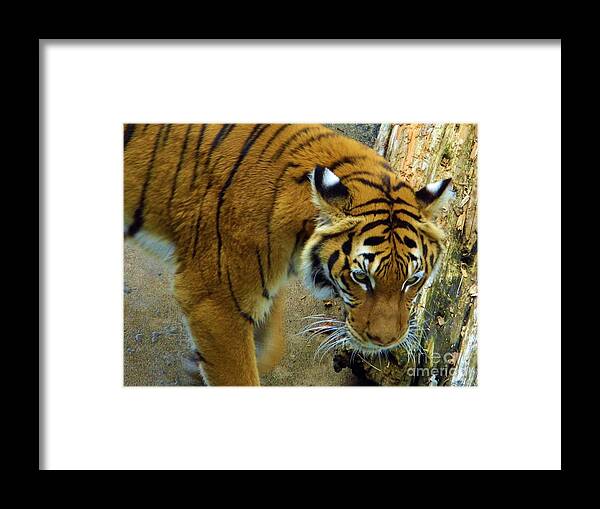 Tiger Framed Print featuring the photograph Tiger Close Up by D Hackett