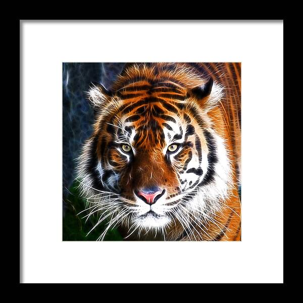 Wildlife Framed Print featuring the photograph Tiger Close Up by Steve McKinzie