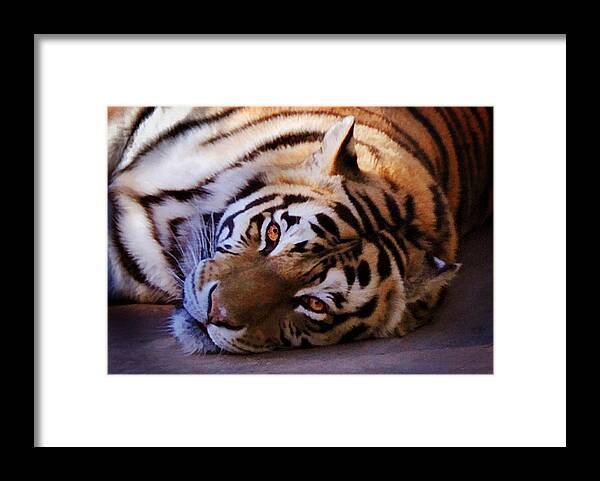 Siberian Tiger Framed Print featuring the photograph Tiger Eyes by Melinda Hughes-Berland