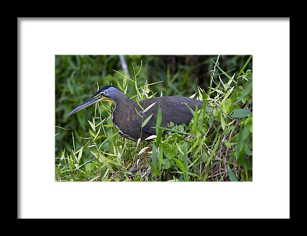 Nature Framed Print featuring the photograph Tiger Heron 3 by Arthur Dodd