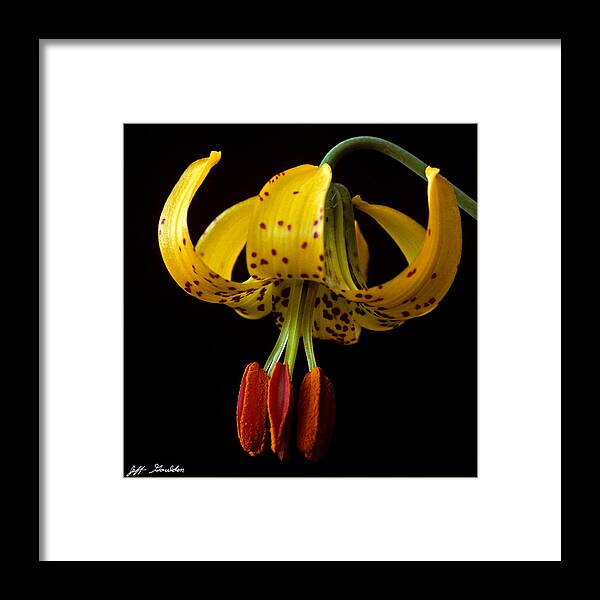 Beauty In Nature Framed Print featuring the photograph Tiger Lily by Jeff Goulden