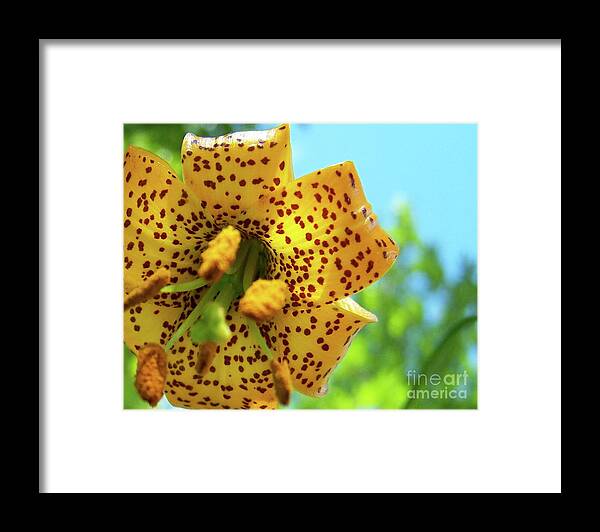 Flower Framed Print featuring the photograph TIger 'n' Sky by Jamie Johnson