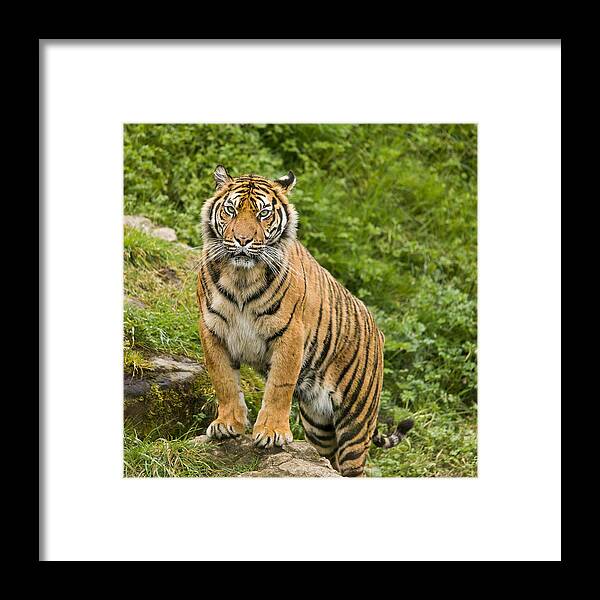 Tiger Framed Print featuring the photograph Tiger by Nigel R Bell