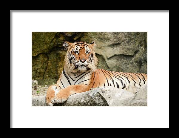 Animal Nose Framed Print featuring the photograph Tiger by Pong6400