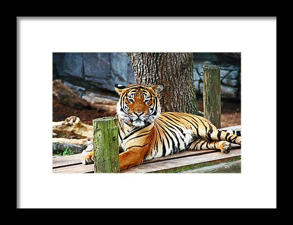 Tiger Framed Print featuring the photograph Tiger Portrait by Aimee L Maher ALM GALLERY