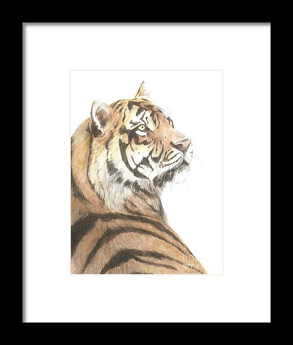 Tiger Framed Print featuring the drawing Tiger study by Meagan Visser