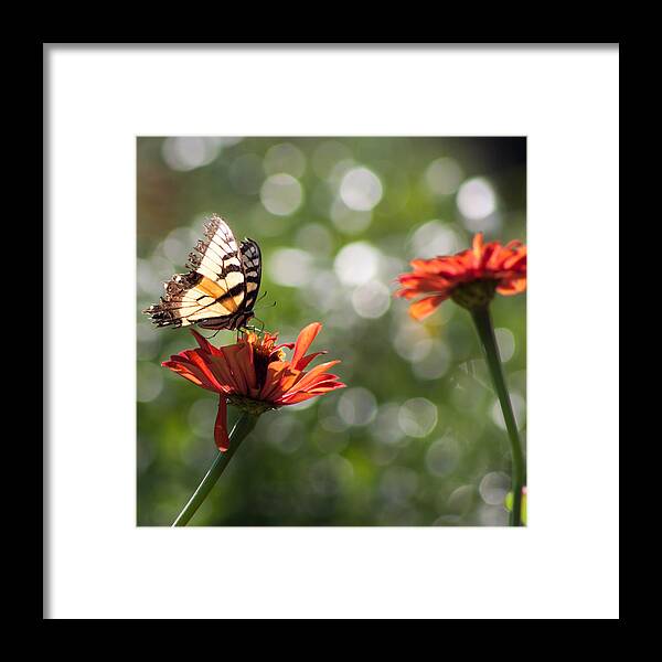 Butterfly Framed Print featuring the photograph Tiger Swallowtail on Bokeh by Lynne Jenkins