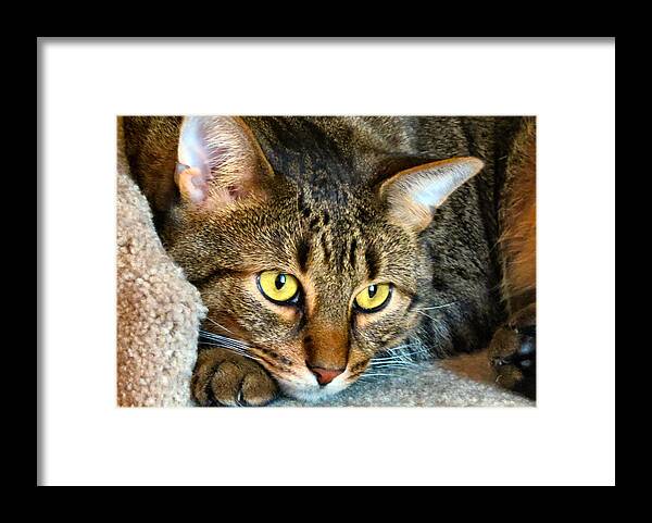 Cat Framed Print featuring the photograph Tiger Time by Art Dingo