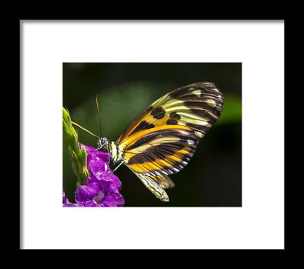 Tropical Framed Print featuring the photograph Tiger Wing Butterfly by Sean Allen