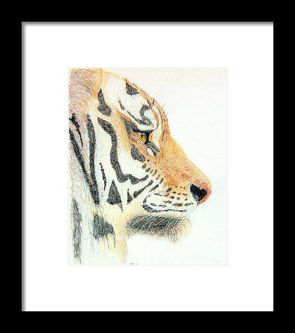 Tiger Framed Print featuring the drawing Tiger's Head by Stephanie Grant