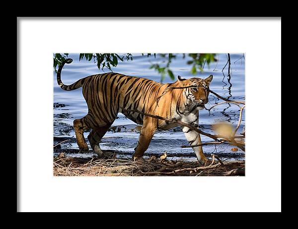 Tiger Framed Print featuring the photograph Tigress along the banks by Fotosas Photography