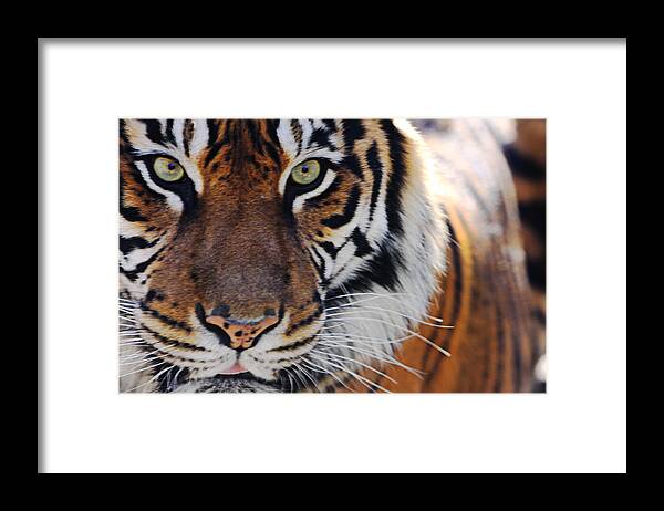  Tigress Framed Print featuring the photograph Tigress One by Kandy Hurley
