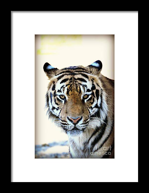 Tiger Framed Print featuring the photograph Tigris by Mindy Bench