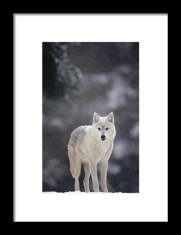 Feb0514 Framed Print featuring the photograph Timber Wolf In Falling Snow by Gerry Ellis