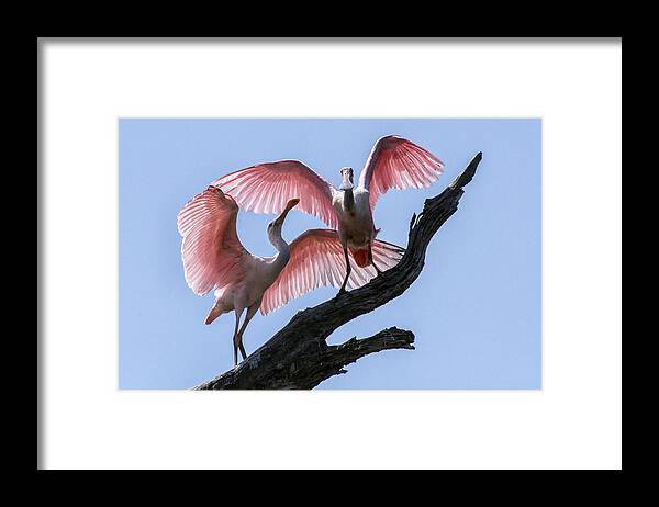 Crystal Yingling Framed Print featuring the photograph Time to Fly by Ghostwinds Photography
