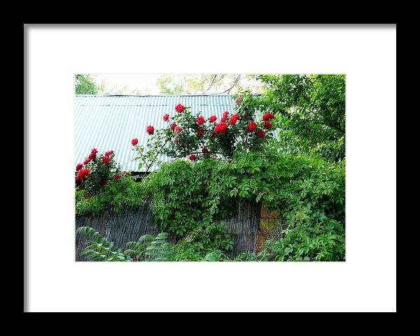 Tin Framed Print featuring the photograph Tin Roof Roses by Elizabeth Sullivan