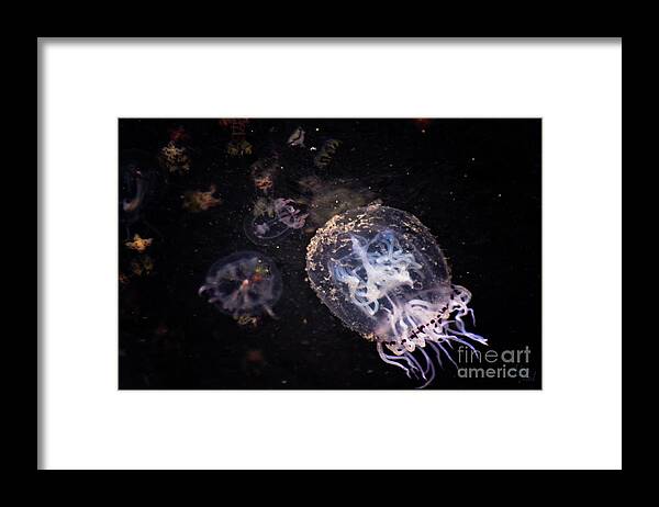 Adria Trail Framed Print featuring the photograph Tiny Jellyfish by Adria Trail