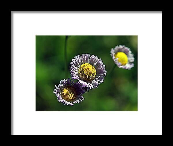 Flower Framed Print featuring the photograph Tiny Little Weed by Bob Johnson