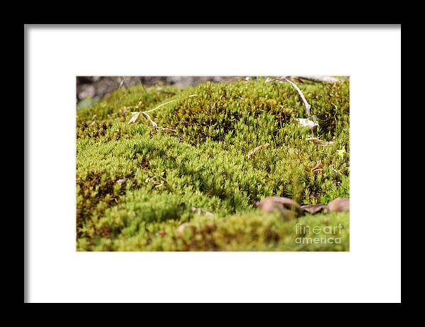 Moss Framed Print featuring the photograph Tiny Moss Landscape by Adam Long