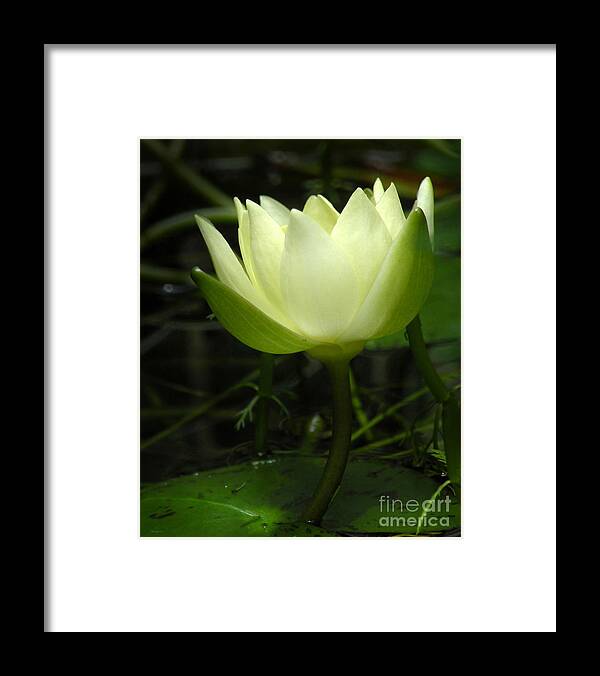 Nature Framed Print featuring the photograph Tiny Water Lily by Deborah Smith