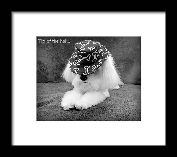 Dog Framed Print featuring the photograph Tip of the Hat by Mary Beth Landis