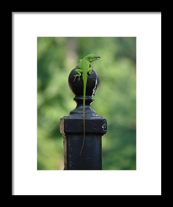 Lizard Framed Print featuring the photograph Tip to Tail Reverse by Katherine Sumpter
