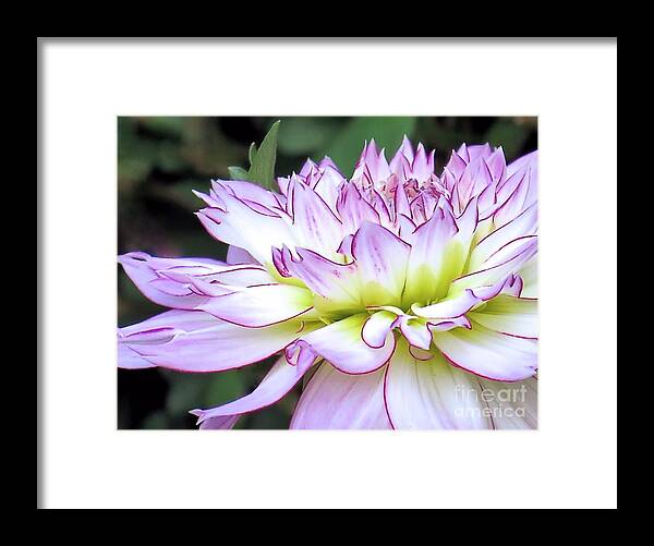 Tipped Petals Framed Print featuring the photograph Tipped Petals by Janice Drew