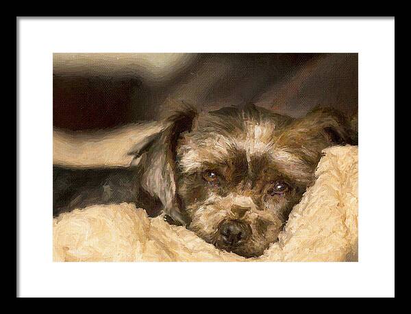 Schnauzer Framed Print featuring the painting Tired Puppy by Bill Linhares