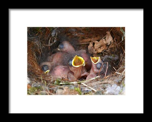 Titmouse Framed Print featuring the photograph Titmouse Hatchlings by Kathy Baccari