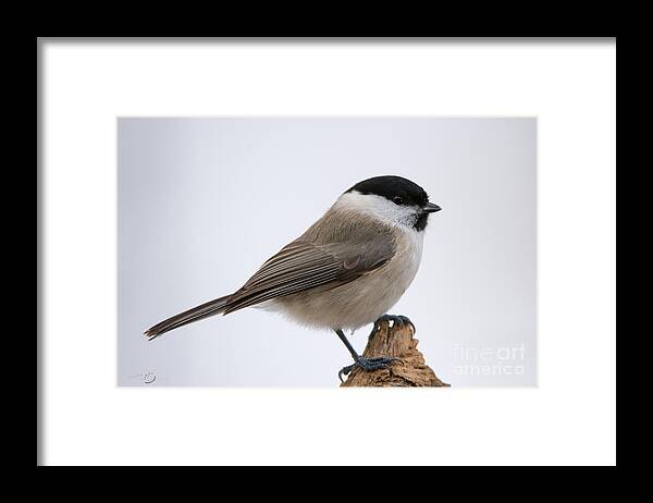 Titmouse Framed Print featuring the photograph Titmouse by Torbjorn Swenelius