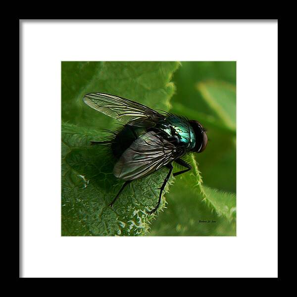 To Be The Fly On The Salad Greens Framed Print featuring the photograph To be the Fly on the Salad Greens by Barbara St Jean