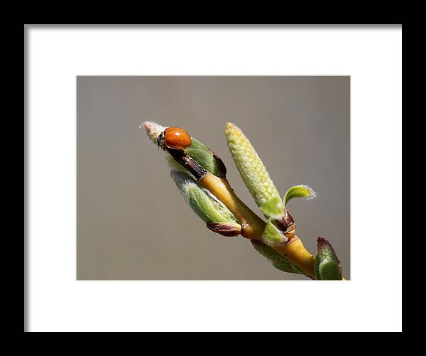 Lady Framed Print featuring the photograph To The Top by Trent Mallett