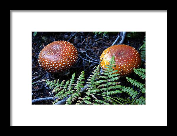 Mushrooms Framed Print featuring the photograph Toadstool by Edward Hawkins II