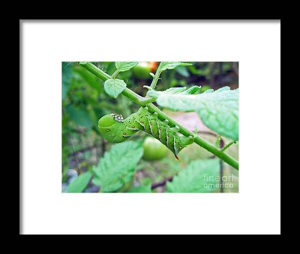 tobacco Hornworm Framed Print featuring the photograph Tobacco Hornworm - Manduca sexta - Six Spotted Hawkmoth by Carol Senske